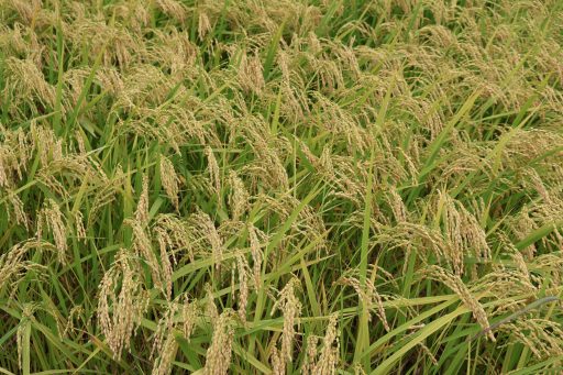 田んぼに実った稲穂の画像