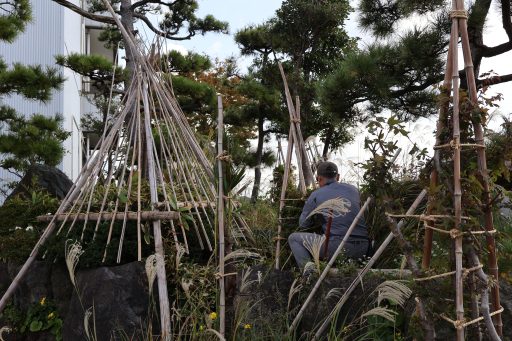 冬囲いをする庭師の画像